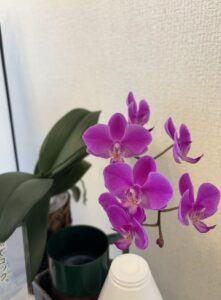 胡蝶蘭